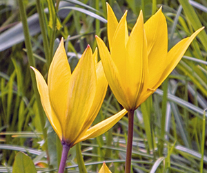 Wildtulpe